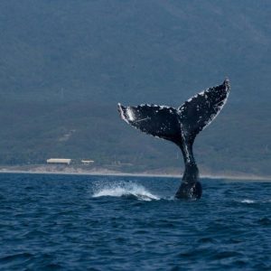 Avistamiento-de-Ballenas