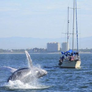 avistamiento-de-ballenas-en-vallarta