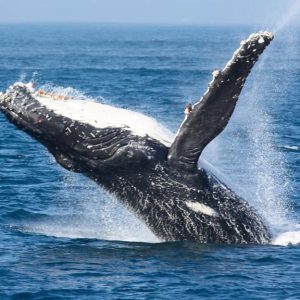 ballenas-en-puerto-vallarta