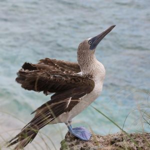 marietas-birds