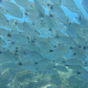 marietas-snorkeling