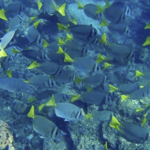 puerto-vallarta-snorkeling