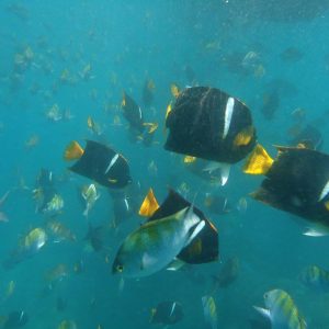 snorkeling-los-arcos