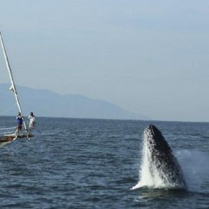 tour-ballenas-puerto-vallarta