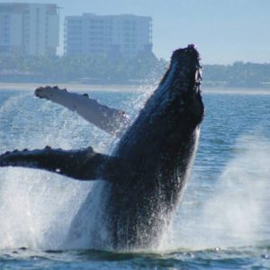 tour-ballenas-puerto-vallarta