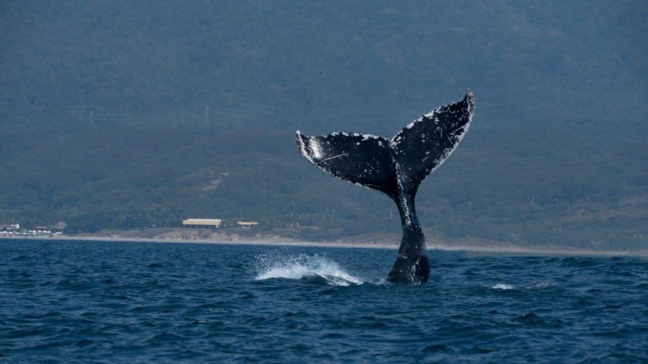 Avistamiento-de-Ballenas.jpg
