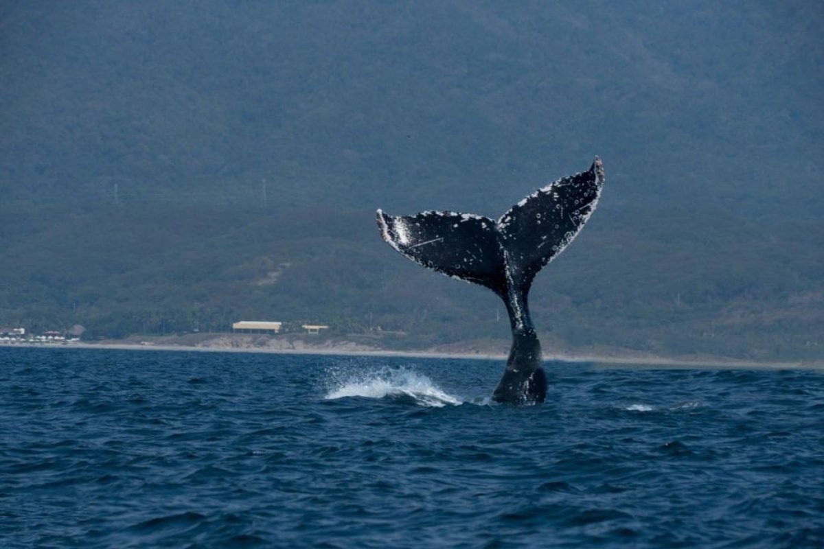 Avistamiento-de-Ballenas.jpg