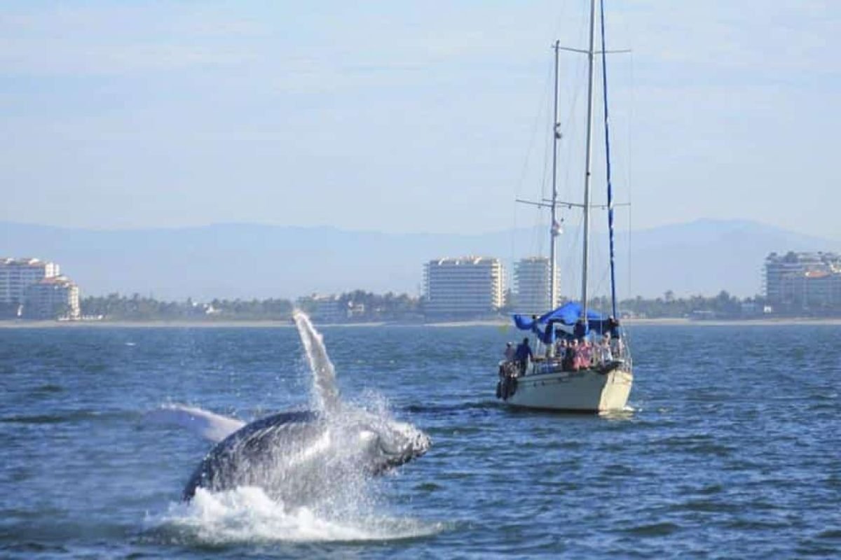 avistamiento-de-ballenas-en-vallarta.jpg