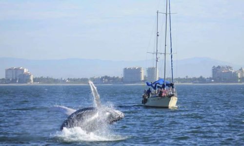 avistamiento-de-ballenas-en-vallarta.jpg