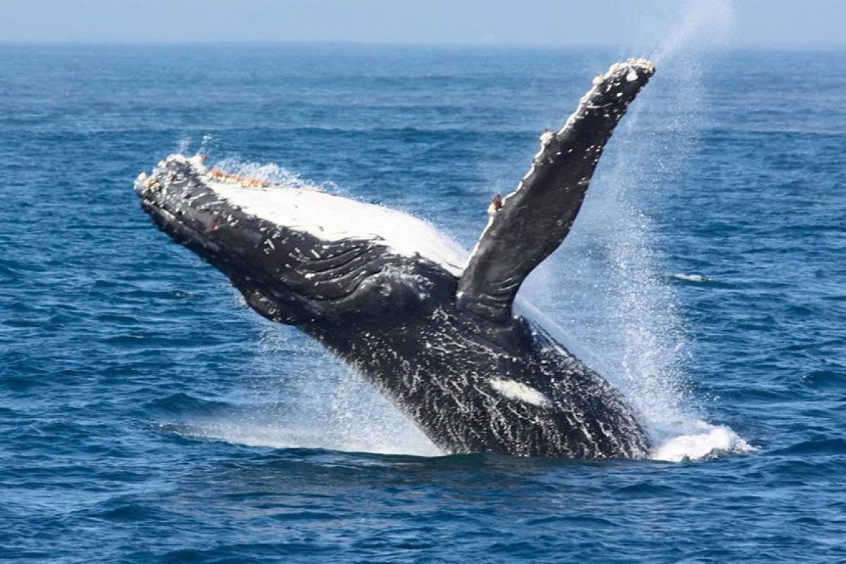 ballenas-en-puerto-vallarta.jpg