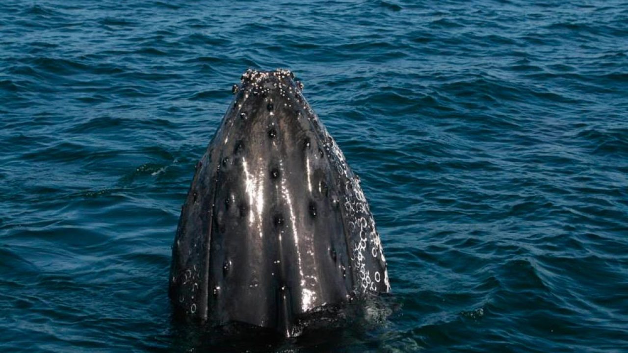 ballenas-en-vallarta.jpg