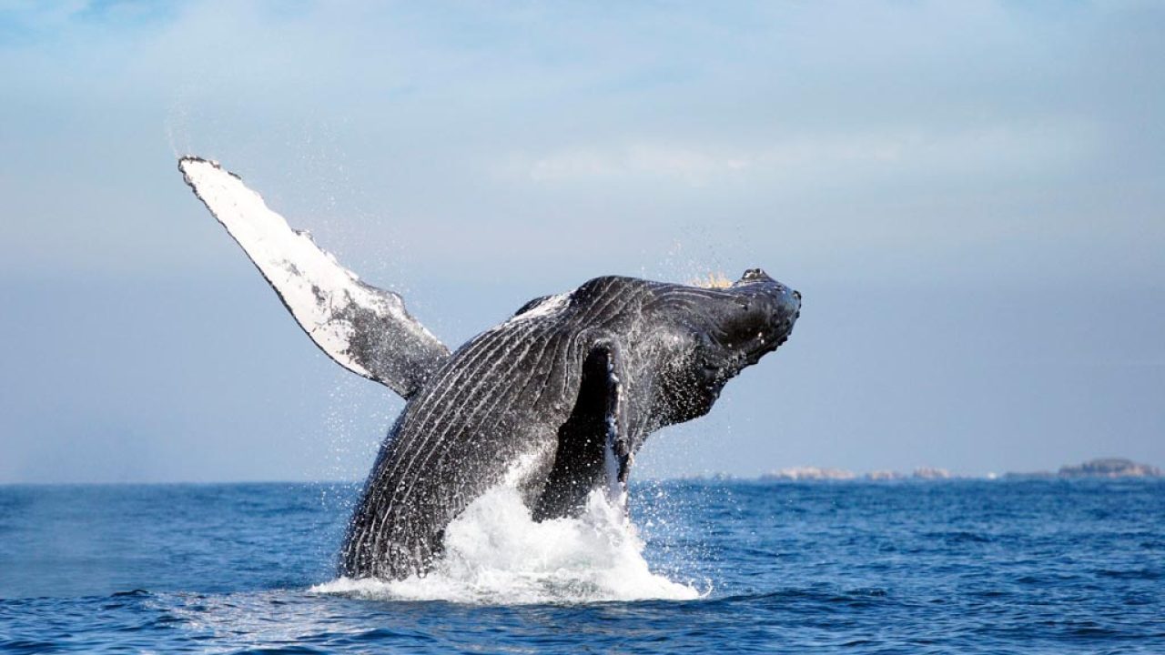 ballenas-vallarta.jpg