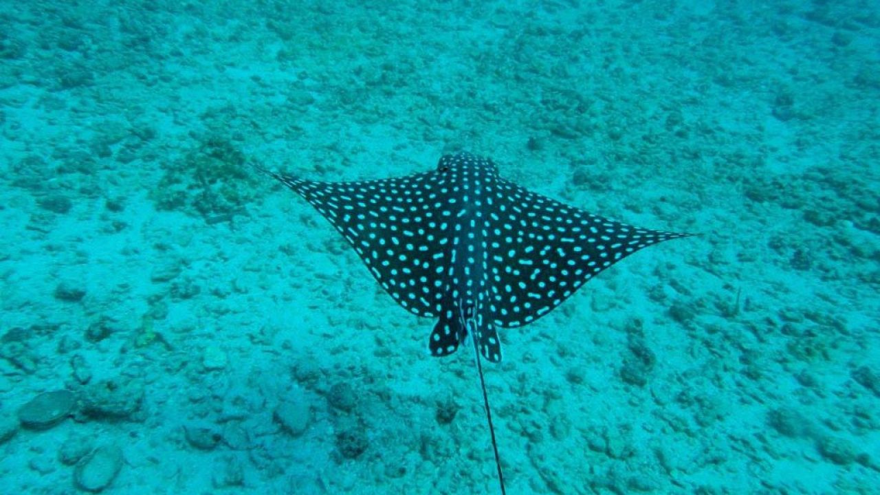 marietas-snorkel.jpg