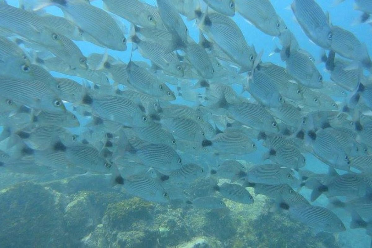 Marietas Islands Snorkeling