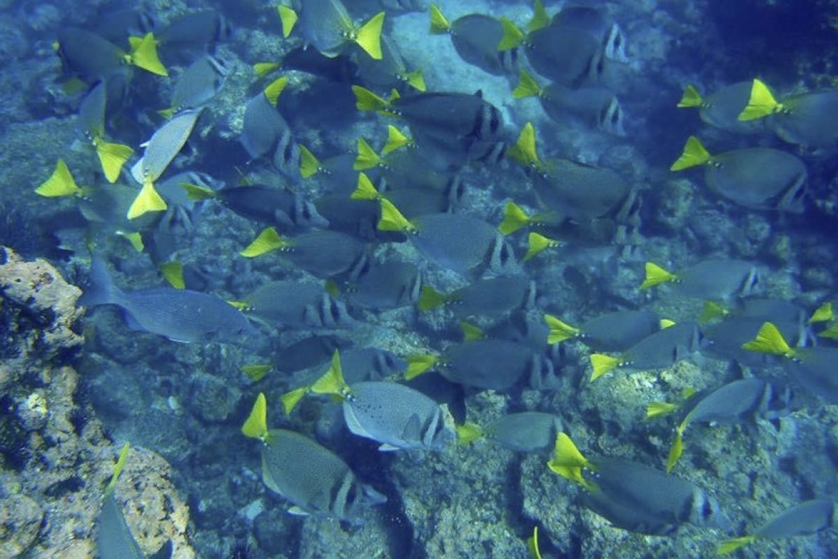 Marietas Islands Snorkeling