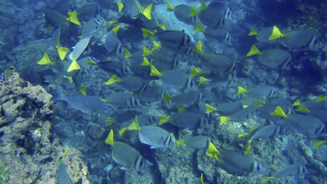 puerto-vallarta-snorkeling.jpg