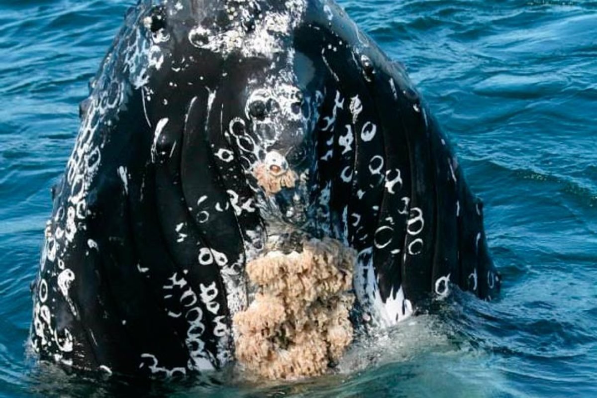 pv-ballena.jpg