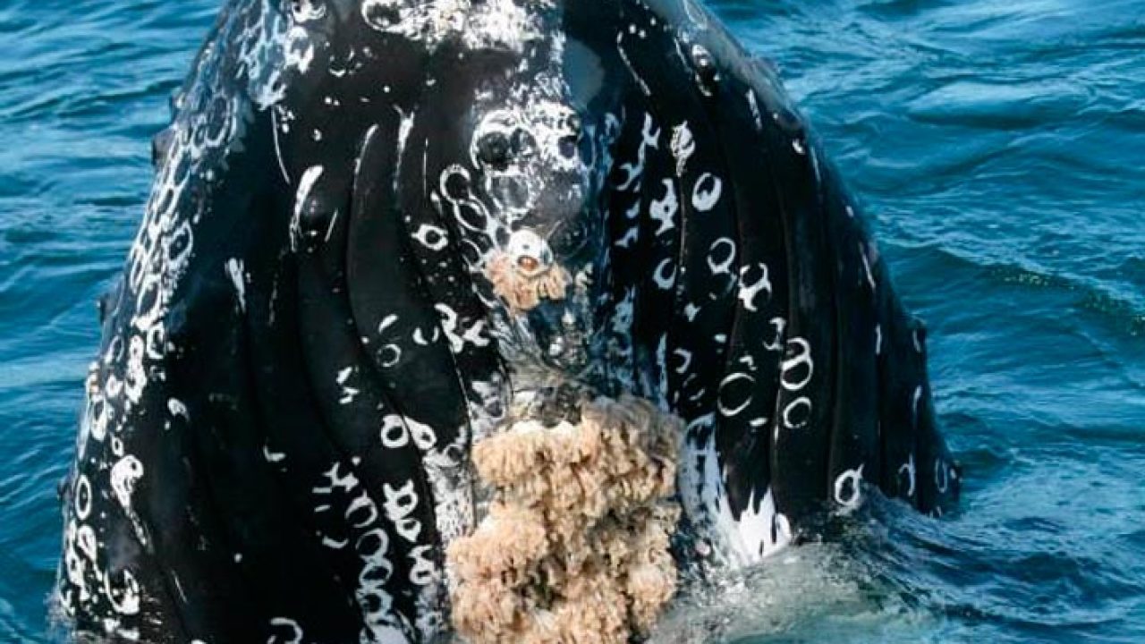 pv-ballena.jpg