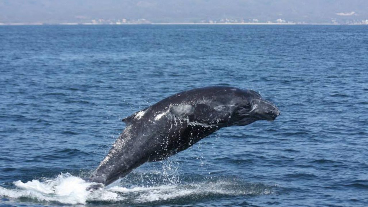 pv-whale-watching.jpg