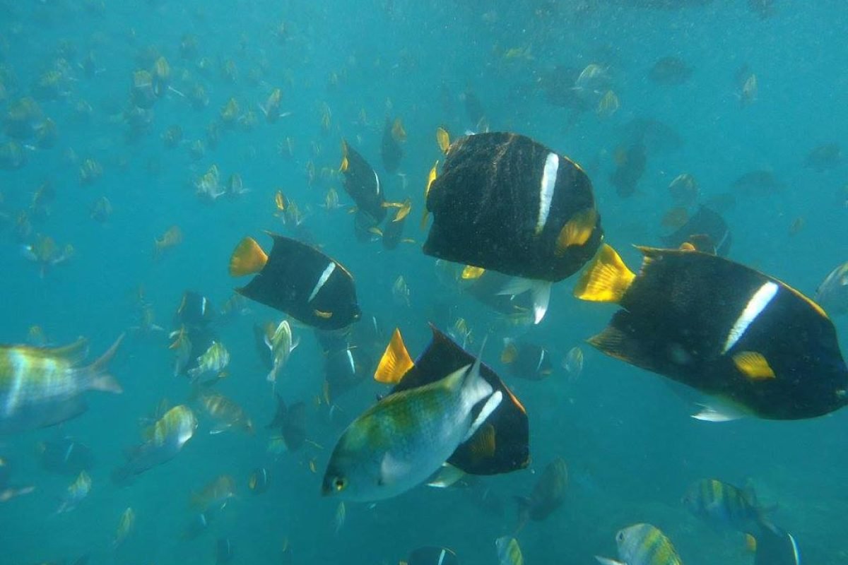 Los Arcos Snorkeling