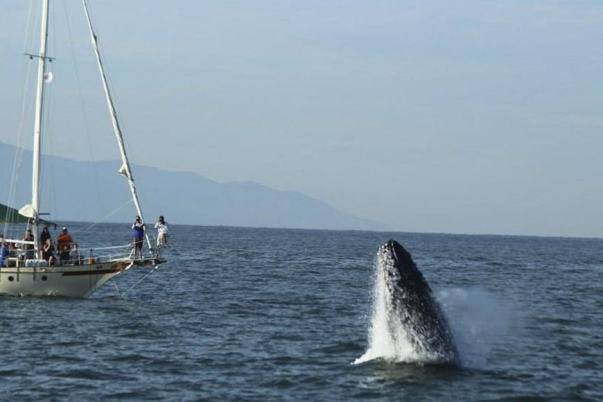 tour-ballenas-puerto-vallarta.jpg