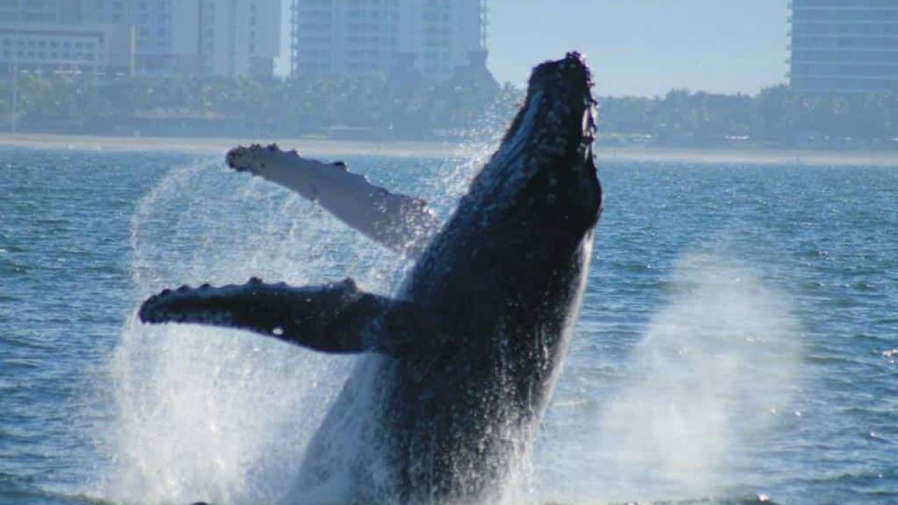 tour-ballenas-puerto-vallarta.jpg