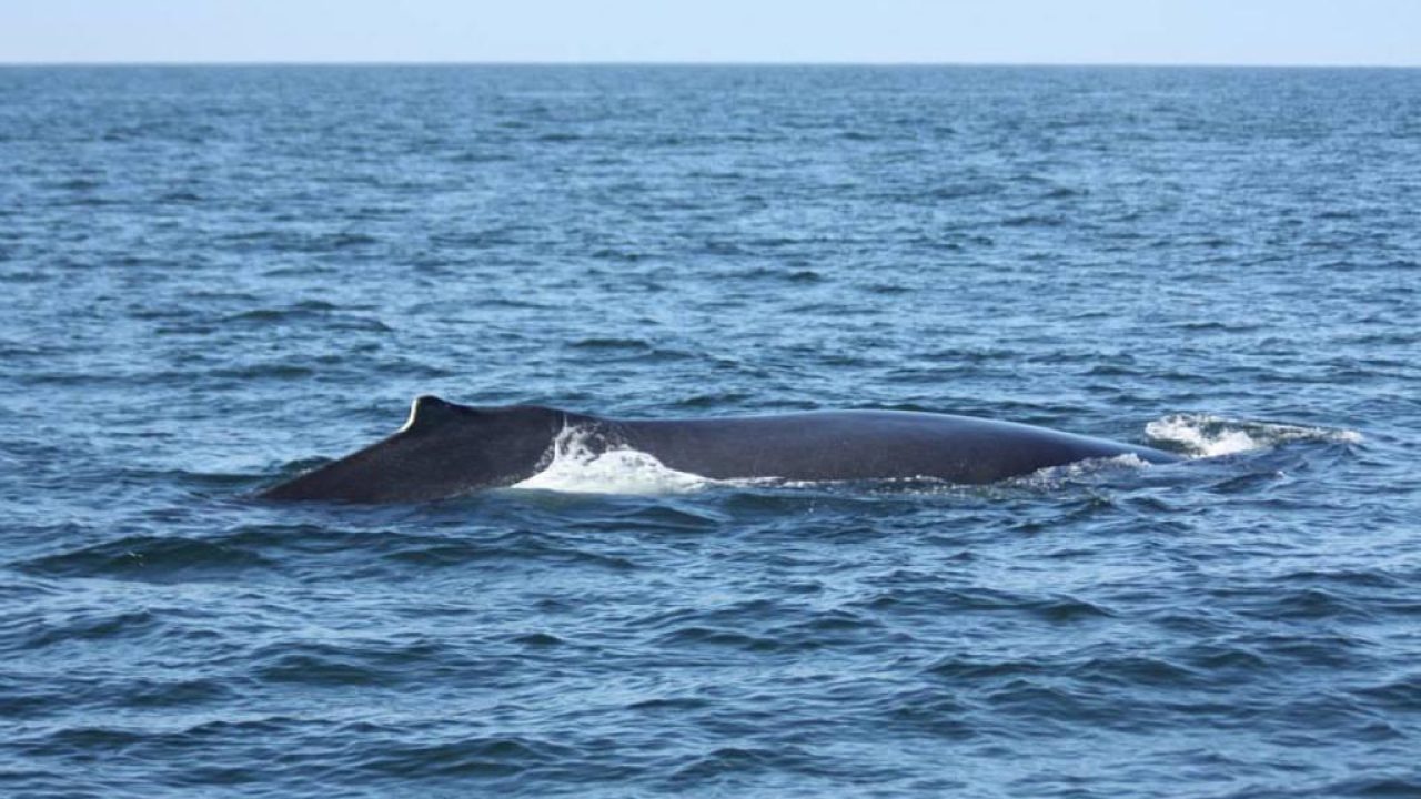 whale-pv.jpg